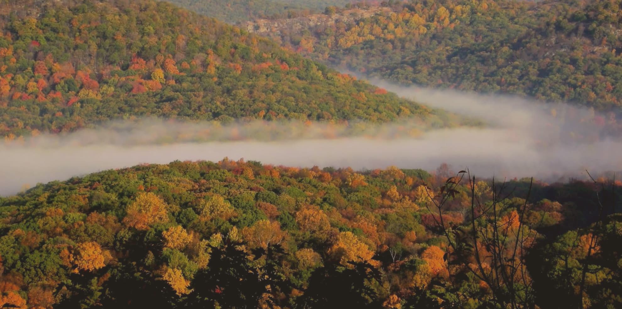 forest of trees with colors of green and orange with a stream of mist